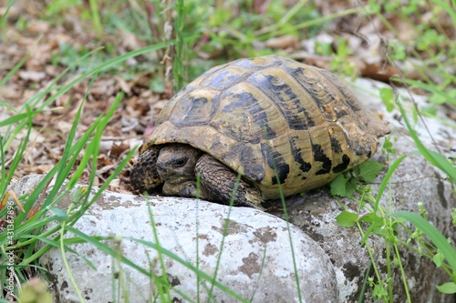 Balkan tortoise Testudo hermanni in a clearing in the forest