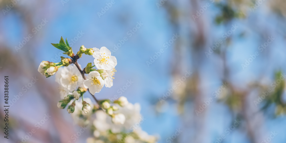 Blooming cherry branch against the blue sky. Selective soft focus. Spring banner. Blooming cherry branch against the blue sky. Selective soft focus. Spring banner.