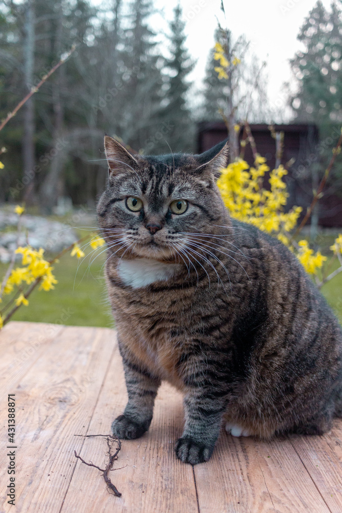 Obraz premium the cat plays in the garden in summer