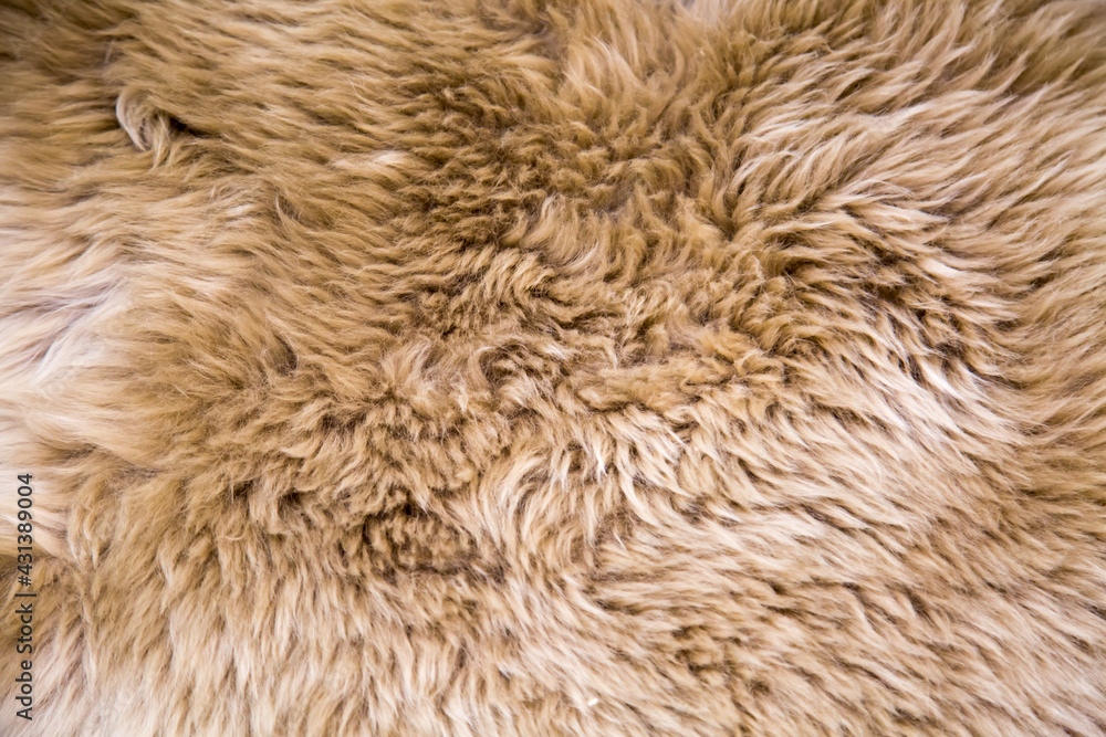 The background is made of brown and white sheep skin with a beautiful pattern of skin fibers. Design backgrounds textures interior. The background is made of brown and white sheep skin with a beautiful pattern of skin fibers. Design backgrounds textures interior.