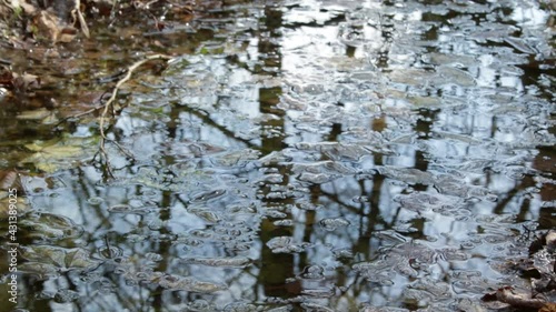 Small river in the spring forest