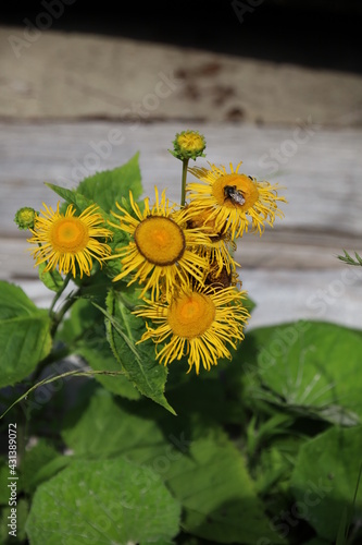 Hummel auf Blüte