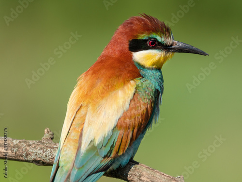 Close-up photo of european bee-eater on a branch