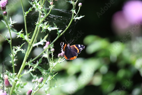 Admiral auf Distelblüte