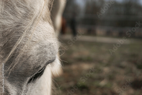white horse's eye close-up, background blurred, spring day
