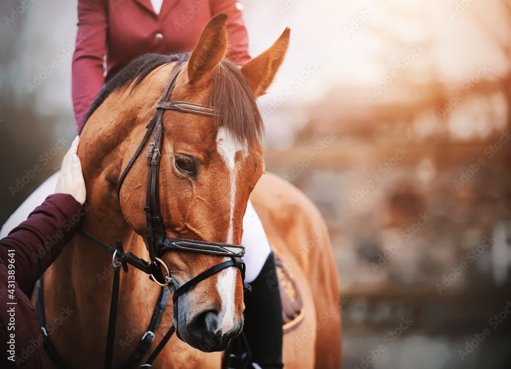 Obraz premium Portrait of a beautiful bay horse, which a woman gently strokes on the muzzle with her hand. Love for animals. Equestrian life. Equestrian sports. Horse riding.