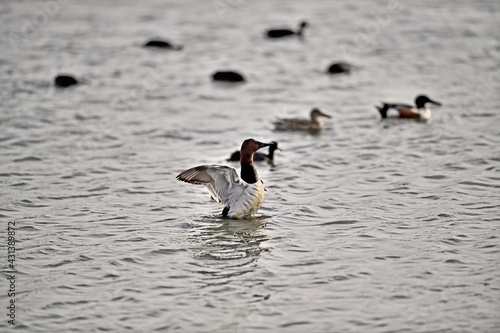 Canvasback Duck - Aythya valisineria