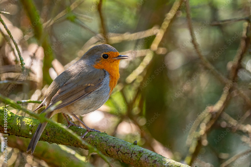 Red Robin (Erithacus rubecula) bird close up in a forest Red Robin (Erithacus rubecula) bird close up in a forest