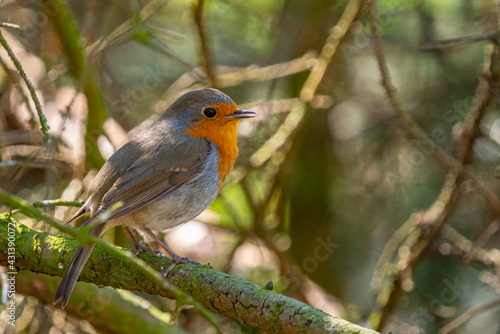 Red Robin (Erithacus rubecula) bird close up in a forest