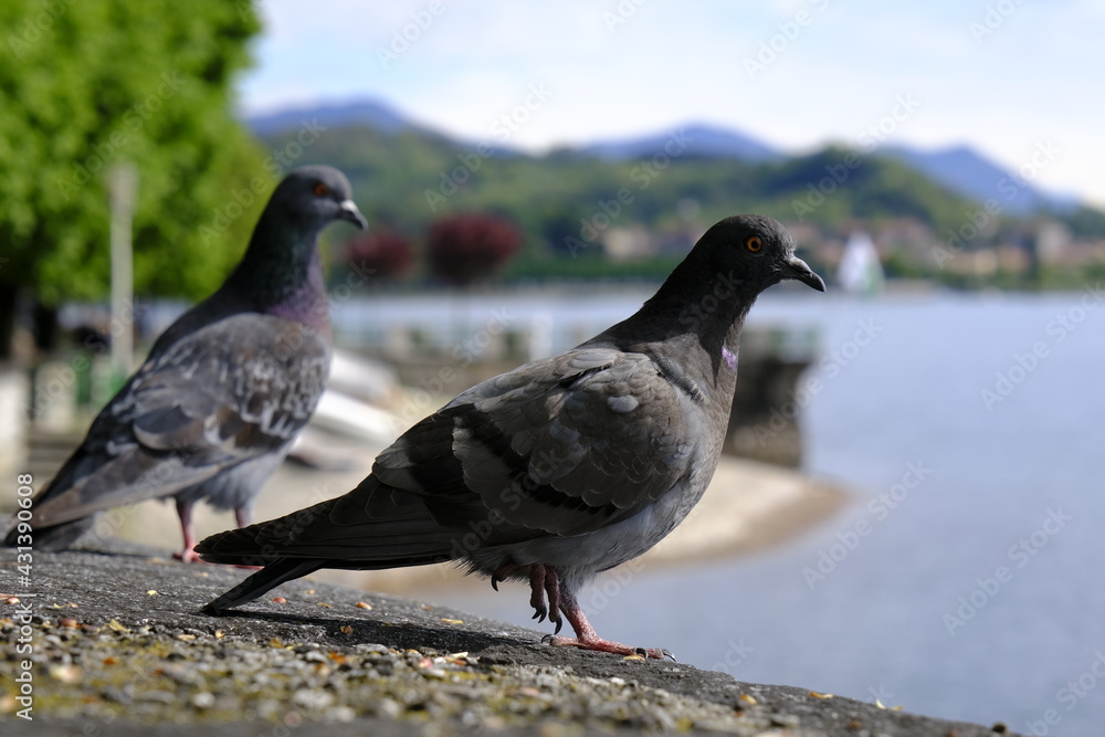 Arona . Maggiore Lake. Italian Lake District Arona . Maggiore Lake. Italian Lake District