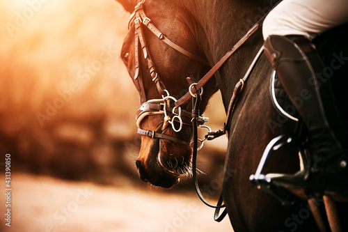 Portrait of a beautiful bay horse with a bridle on its muzzle and a rider in the saddle, which are illuminated by bright sunlight. Horse riding. Equestrian sports. Equestrian life. photo