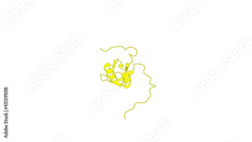 360º realistic 3D rendering of an animated biological molecule over a white background with alpha mask.  Solution structure of RRM domain in splicing factor 2 photo