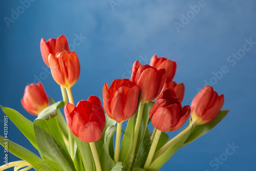 Red tulips on dark blue background, spring flowers banner, greeting card photo, red flower bouquet in blue room