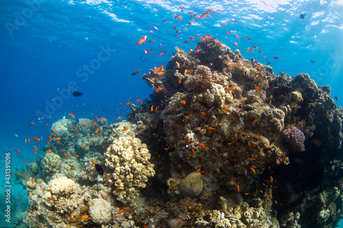 coral reef in red sea