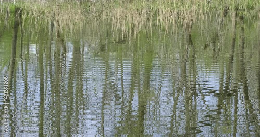 Wild nature in green forest in spring, trees reflected on pond or lake water with tranquil waves. Silence natural beauty. Beautiful landscape. River with a perfect reflection of tree in smooth water Wild nature in green forest in spring, trees reflected on pond or lake water with tranquil waves. Silence natural beauty. Beautiful landscape. River with a perfect reflection of tree in smooth water
