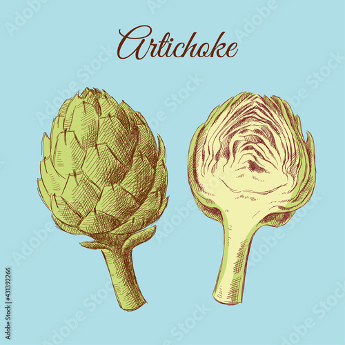 Color sketch of an artichoke on a blue background, hand-drawn.