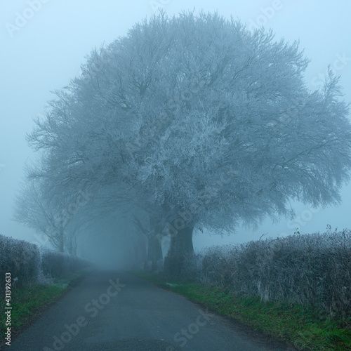 Hoarfrost and freezing fog near Old Winchester Hill, South Downs National Park photo