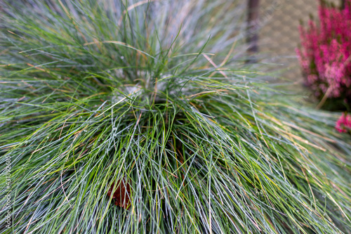 Closeup shot of green fescue grass photo