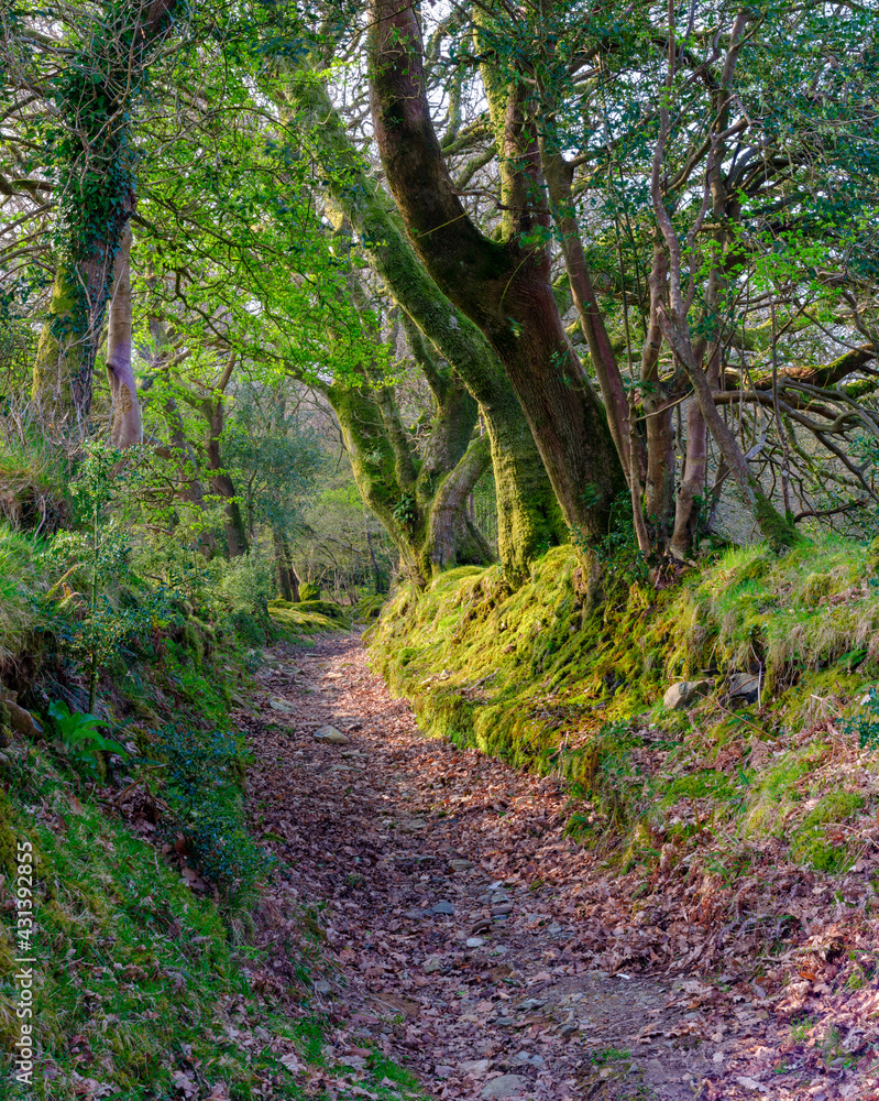 The ancient trees and landscape of Ty Canol National Nature Reserve, Wales, UK The ancient trees and landscape of Ty Canol National Nature Reserve, Wales, UK