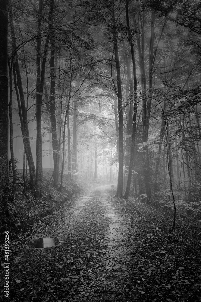 Fototapeta premium Forest Montseny