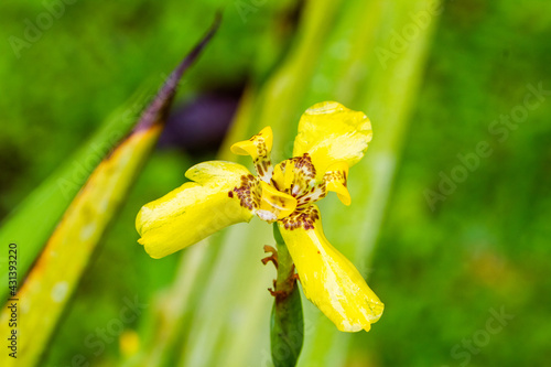 Hand of God yellow orchid photo