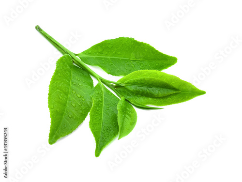  leaves green tea with drops of water isolated on white background