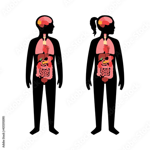 Human internal organs