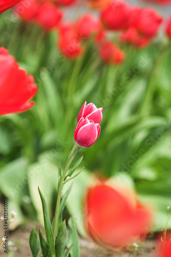 Pink tulip flowers in bloom  spring season  selective focus and bokeh.