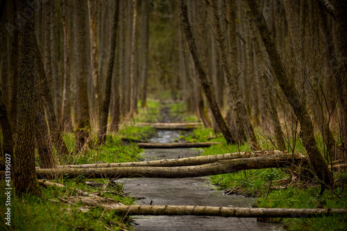 Fototapeta Naklejka Na Ścianę i Meble -  Beaver trail in spring - trees fallen by beavers create bridges over a small stream, green grasses and tree trunks around. Warmia and Mazury, Olsztyn forests, Poland