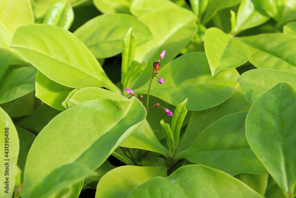 Tiny pink buds on a Limon plant between green leaves Tiny pink buds on a Limon plant between green leaves