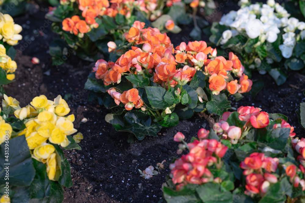 Beautiful Begonia flowers on a sunny day Beautiful Begonia flowers on a sunny day