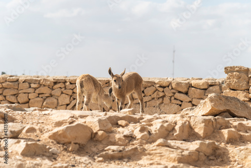 Capra ibex nubiana, Nubian Ibexes family near Mitzpe Ramon. High quality photo