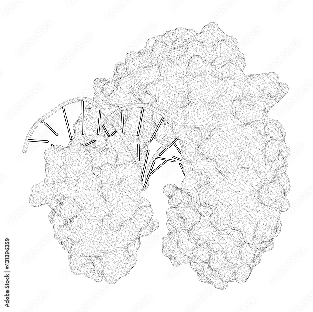 3D rendering as a line drawing of a biological molecule. Revisiting the