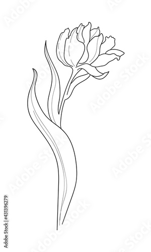 Flower in line art style. Minimalist Vector Illustration of tulip outline. Contour drawing of Plant for Icon or concept design