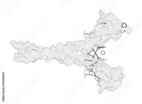 3D rendering as a line drawing of a biological molecule. Structural Basis of Alternative DNA Recognition by Maf Transcription Factors photo