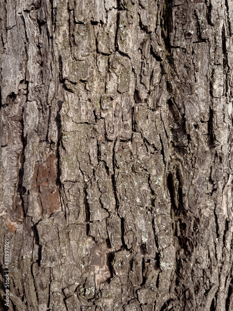 Embossed texture of the bark of tree. Pattern of natural tree bark background. Embossed texture of the bark of tree. Pattern of natural tree bark background.