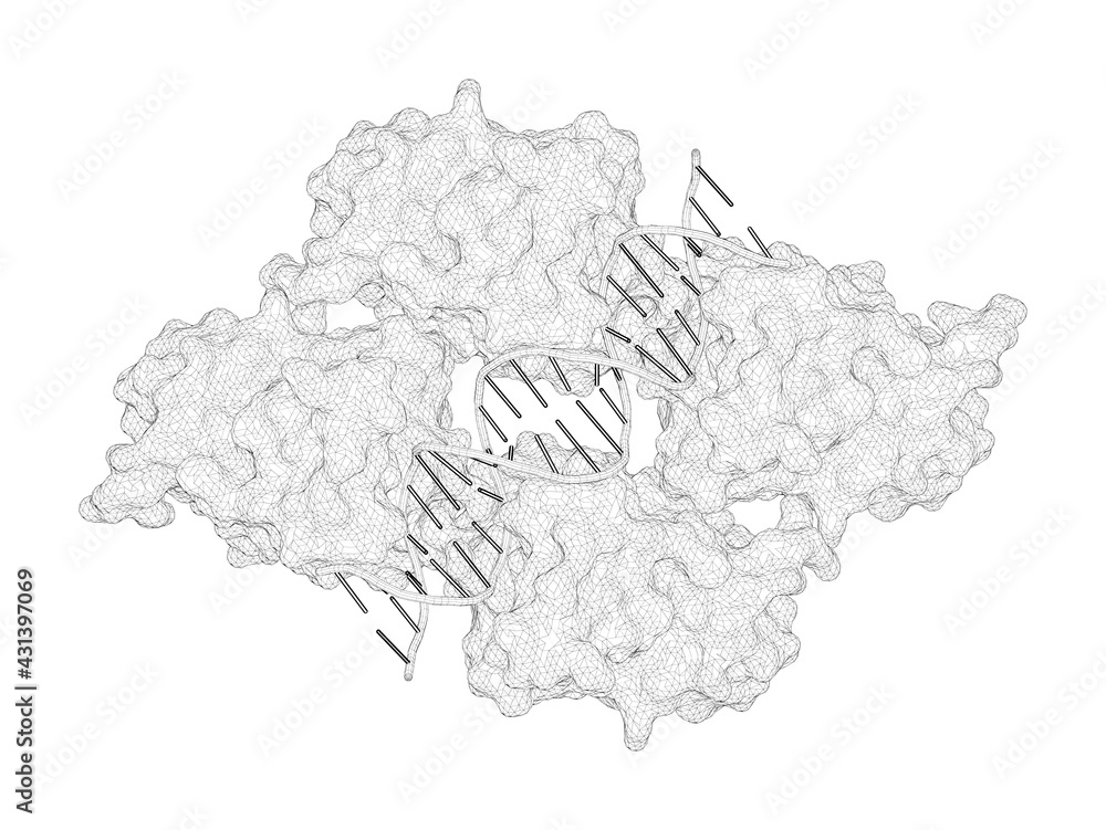 3D rendering as a line drawing of a biological molecule. Structure of p53 binding to the BAX response element reveals DNA unwinding and compression to accommodate base-pair insertion.