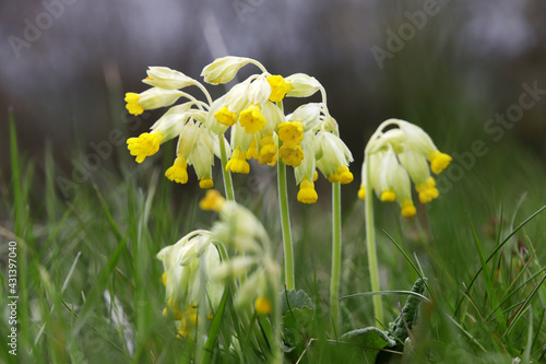 Quadro su tela Echte Schlüsselblume (Primula veris) - common cowslip or cowslip primrose