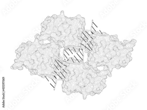 3D rendering as a line drawing of a biological molecule. Structure of p53 binding to the BAX response element reveals DNA unwinding and compression to accommodate base-pair insertion. photo