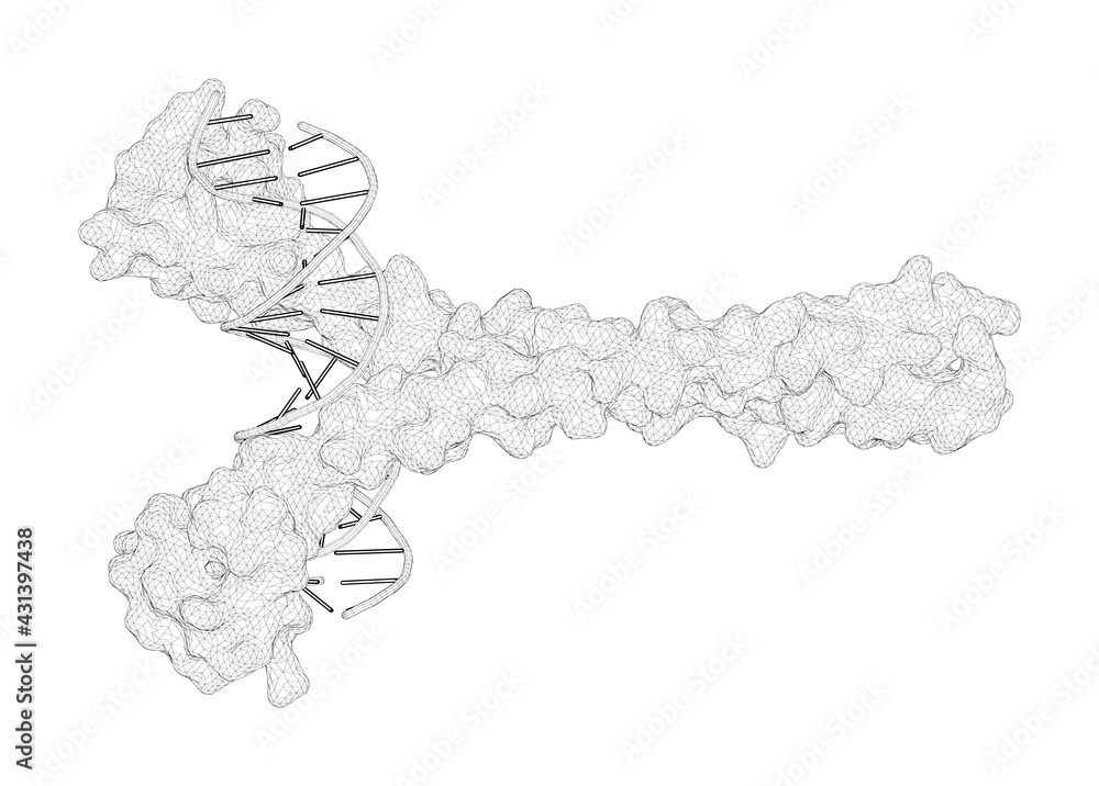 3D rendering as a line drawing of a biological molecule. Design of a bZIP Transcription Factor with Homo/Heterodimer-Induced DNA-Binding Preference.