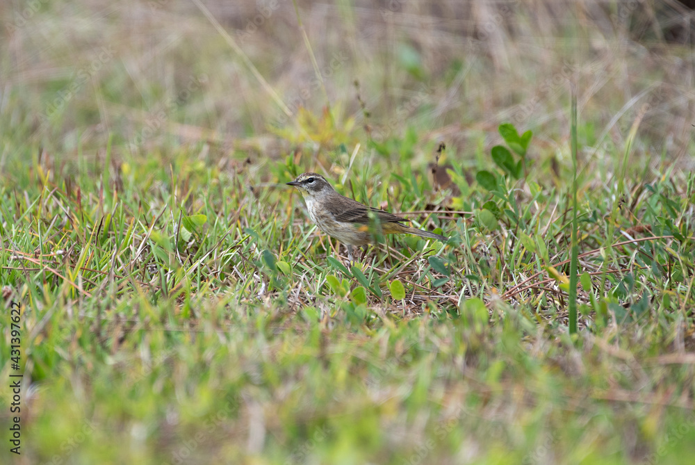 Palm Warbler Palm Warbler