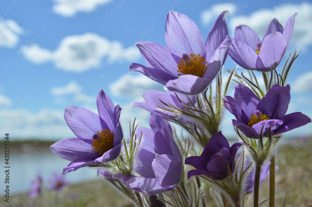 purple crocus flowers purple crocus flowers