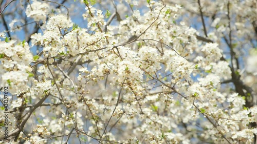 Bees on flowering plum branches