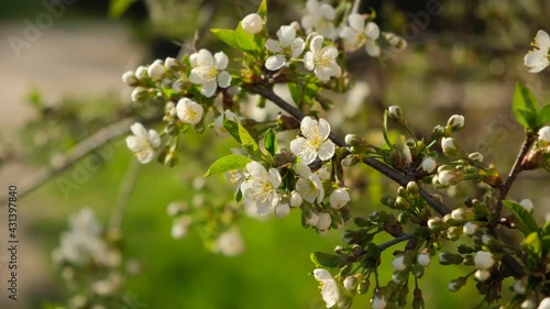 Cherry branch with buds and flowers in spring
