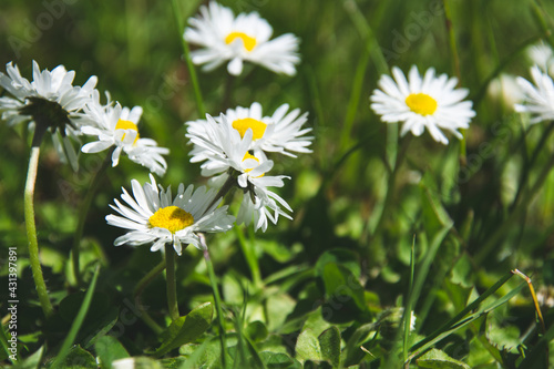Beautiful daisies in a field  in the grass  spring  summer.