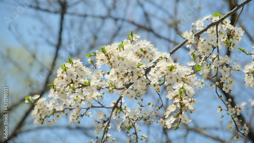 Blooming cherry plum branch against the sky