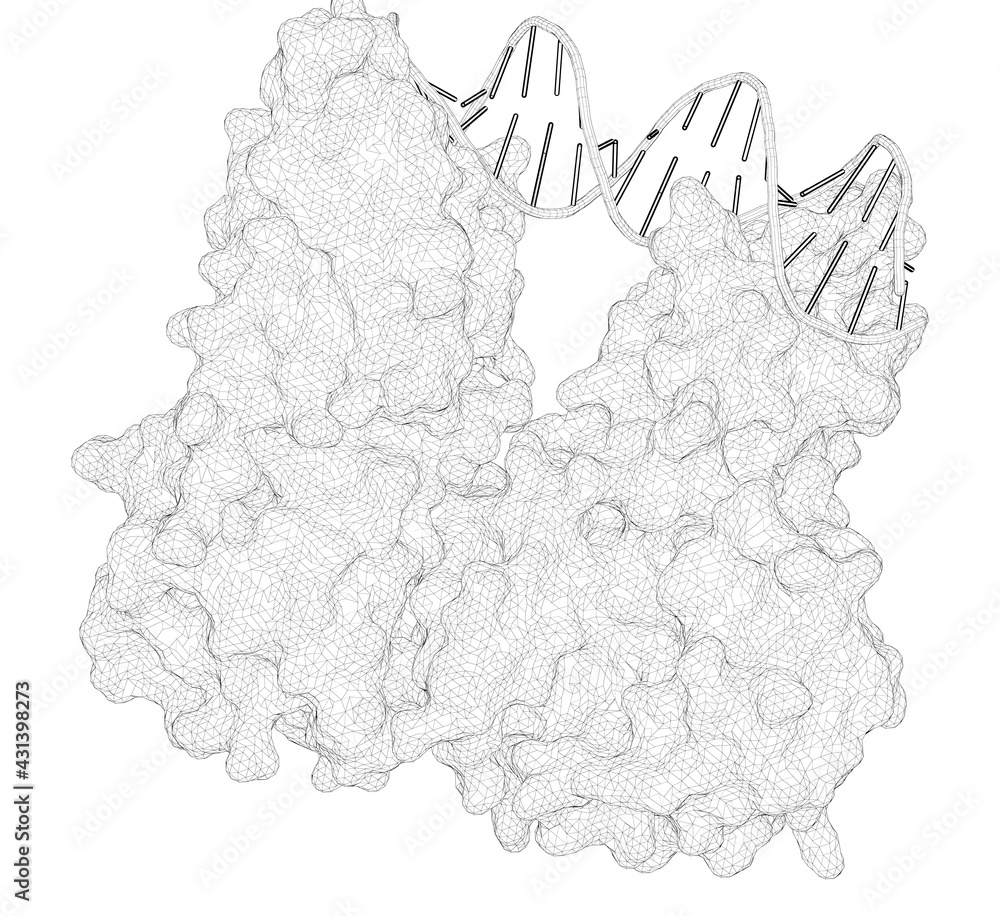 3D rendering as a line drawing of a biological molecule. Structural Basis for DNA Binding Specificity by the Auxin-Dependent ARF Transcription Factors.