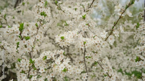 White cherry plum branch blooming in spring
