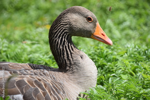 goose on the grass