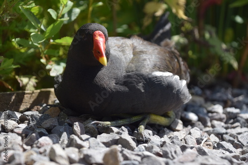 moorhen